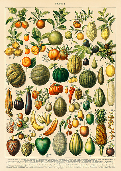 Adolphe Millot, Fruits and Vegetables