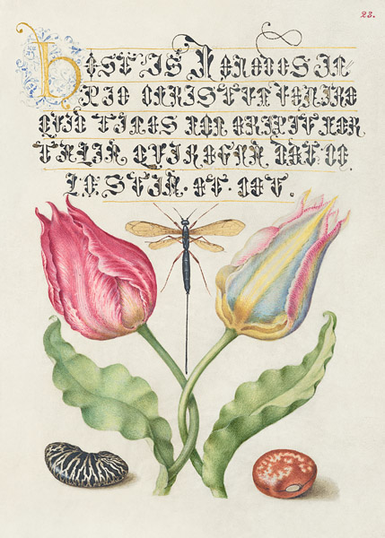 Bocskay Hoefnagel, From the Model Book of Calligraphy, I