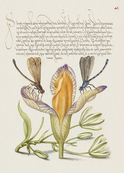Bocskay Hoefnagel, From the Model Book of Calligraphy, VI