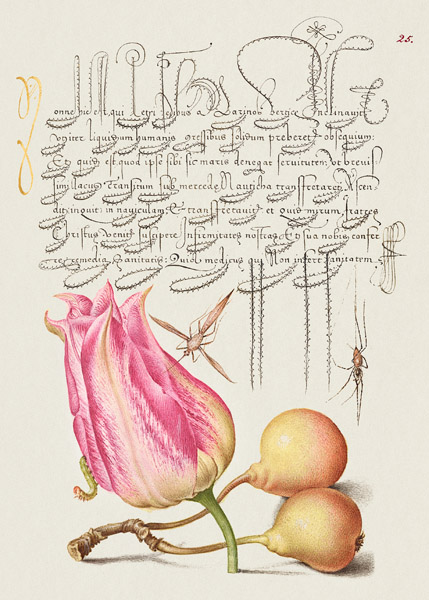Bocskay Hoefnagel, From the Model Book of Calligraphy, VII