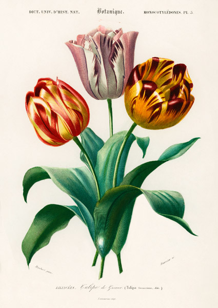 Charles Dessalines D'Orbigny, Didier's Tulip