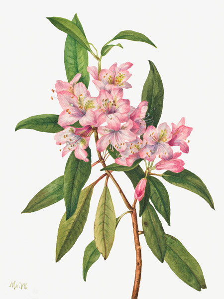 Mary Vaux Walcott, Rose Bay Rhododendron, 1932