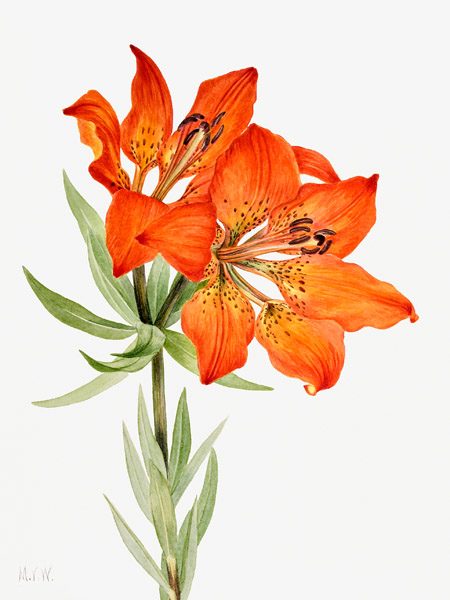 Mary Vaux Walcott, Red Lily, 1923