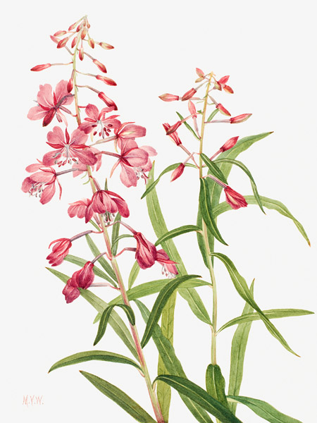 Mary Vaux Walcott, Fireweed, 1902