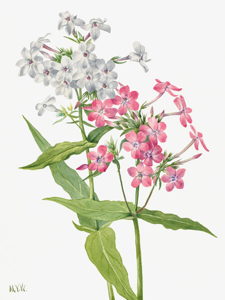 Mary Vaux Walcott, Perennial Phlox