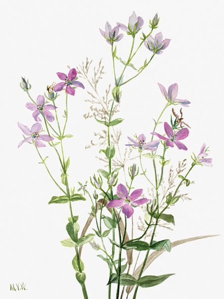 Mary Vaux Walcott, Sabbalia angularis, 1880