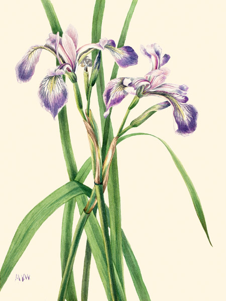 Mary Vaux Walcott, Blueflag Iris, 1919