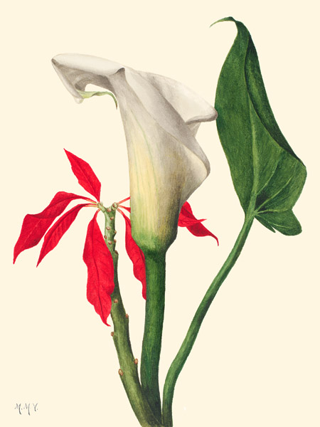 Mary Vaux Walcott, Calla Lily, 1877