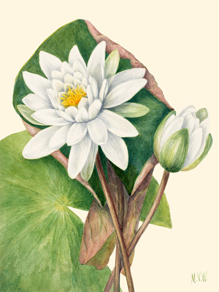 Mary Vaux Walcott, American Waterlily, 1920