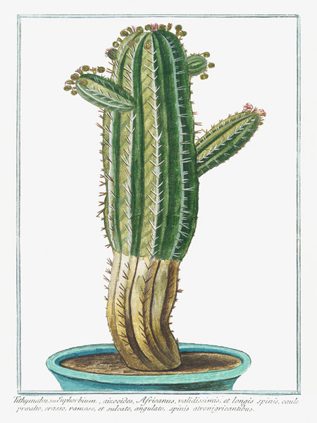 Giorgio Bonelli, Tithymalus