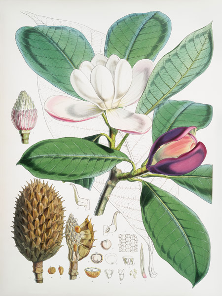 Walter Hood Fitch, Magnolia Hodgsonii, 1855