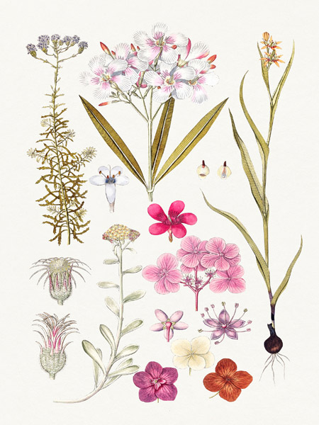 Anonymous, Hand drawn pink flowers