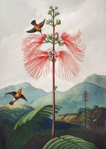 Robert John Thornton, Sensitive Plant from The Temple of Flora