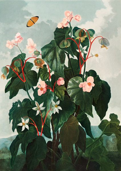 Robert John Thornton, Begonia from The Temple of Flora