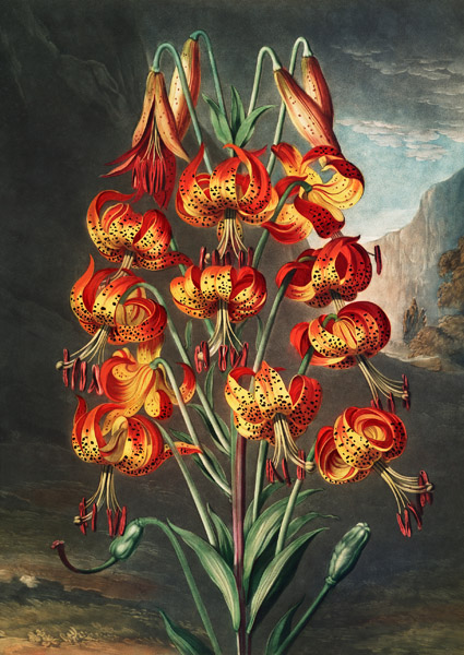 Robert John Thornton, The Lily from The Temple of Flora