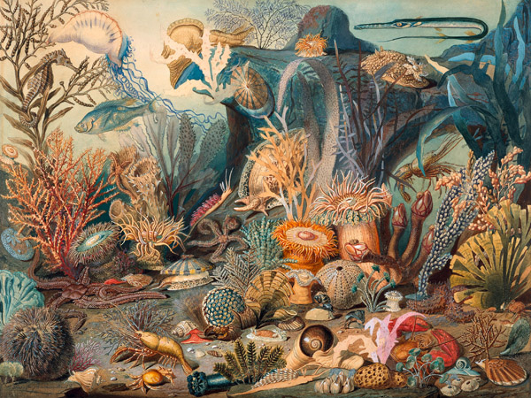 James M. Sommerville, Ocean Life
