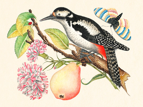Anonymous, A bird perched on a branch I