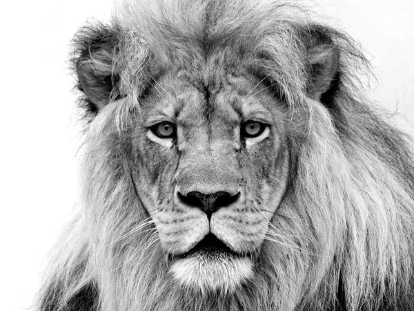 William Franklin, Male Lion