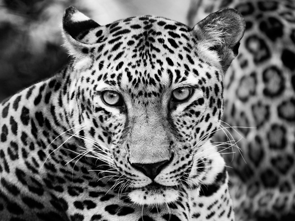 Dimitri Ersler, Young Leopard
