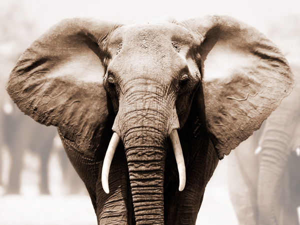 Anonymous, African Elephant