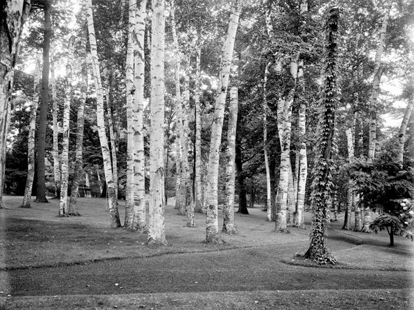 Anonymous, Among the birches