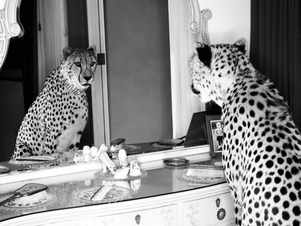 Emma Rian, Cheetah looking in mirror