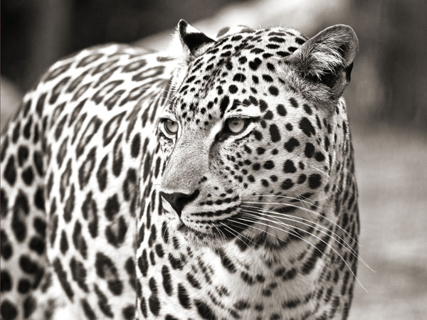 Anonymous, Portrait of leopard, South Africa