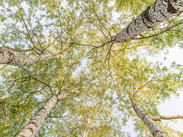 Pangea Images, Birch woods in spring