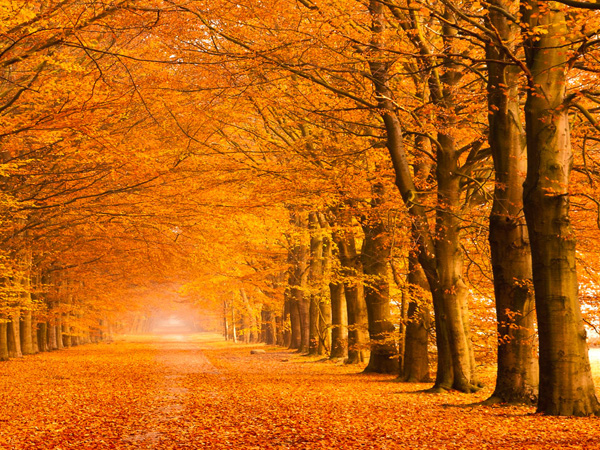 Pangea Images, Woods in autumn