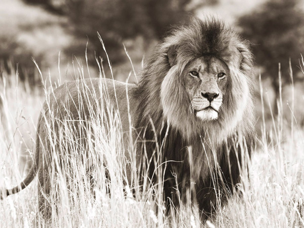 Anonymous, Male lion