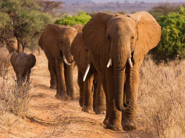 Anonymous, Herd of African Elephants, Kenya