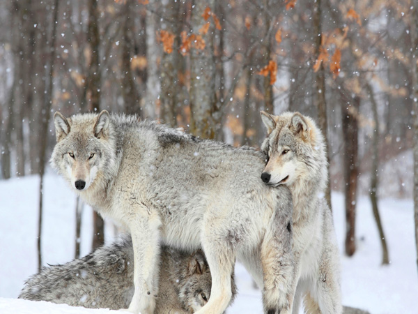 Anonymous, Grey wolves huddle together during a snowstorm, Quebec