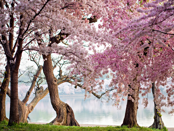 Anonymous, Cherry treesbloom, Washington, USA