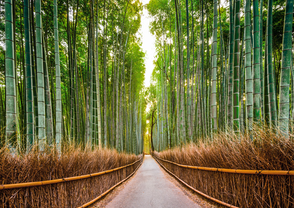 Pangea Images, Bamboo Forest, Kyoto, Japan