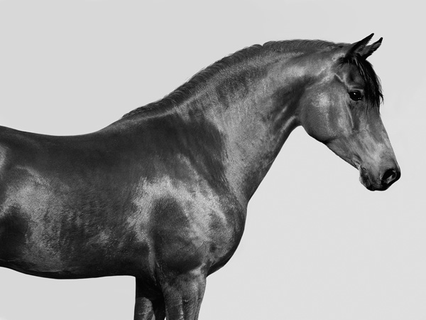 Pangea Images, Orpheus, Arab Horse