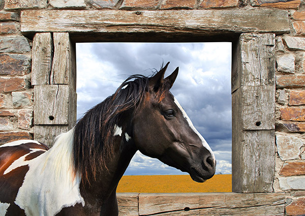 Julian Lauren, Painted Horse