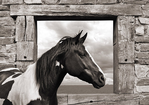 Julian Lauren, Painted Horse (BW)