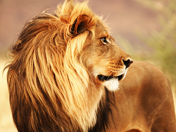 Anonymous, Male lion, Namibia