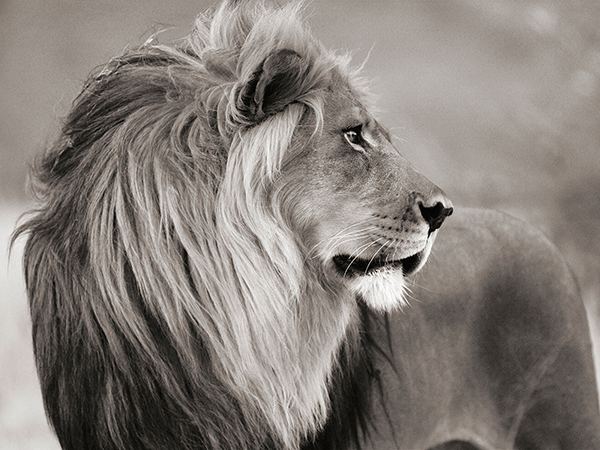 Anonymous, Male lion, Namibia (BW)