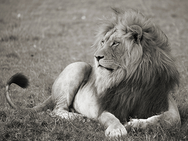 Pangea Images, Male lion, Serengeti National Park