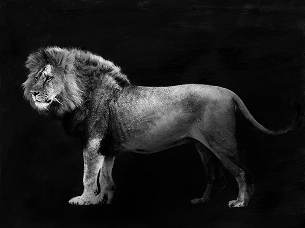 Julian Lauren, Panthera Leo