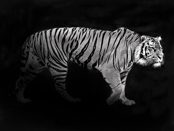 Julian Lauren, Panthera Tigris