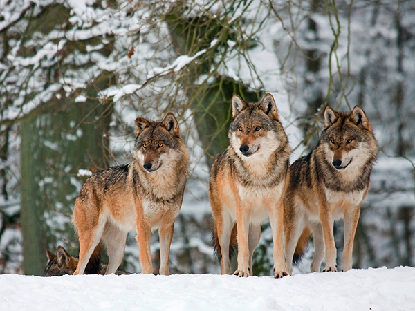 Anonymous, Wolves in the snow, Germany