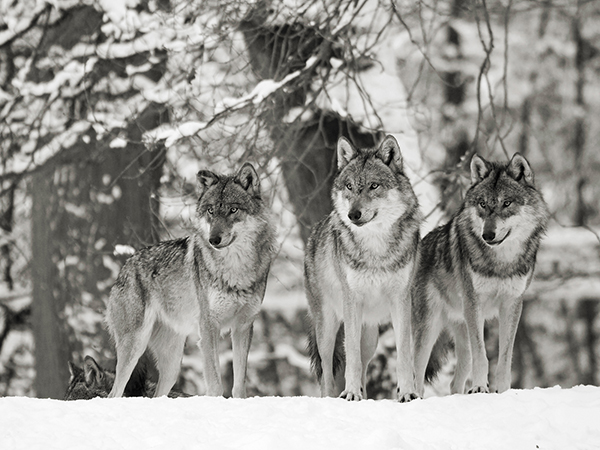 Anonymous, Wolves in the snow, Germany (BW)