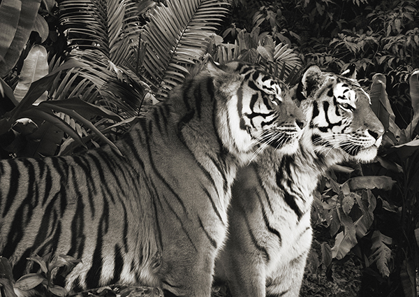 Pangea Images, Two Bengal Tigers (BW)