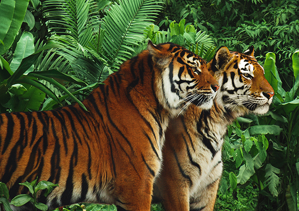 Pangea Images, Two Bengal Tigers
