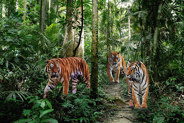 Pangea Images, Bengal Tigers