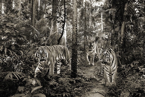 Pangea Images, Bengal Tigers (BW)