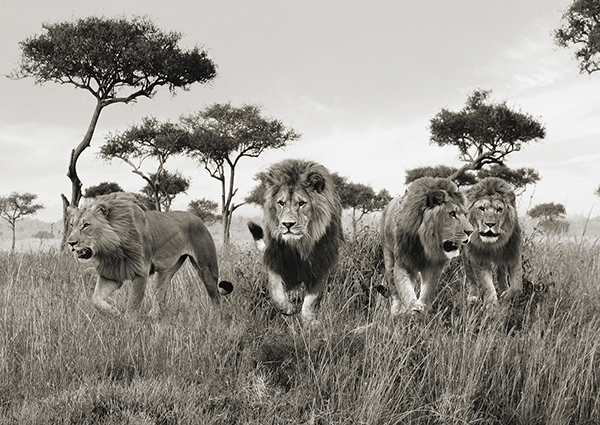 Pangea Images, Brothers, Masai Mara, Kenya