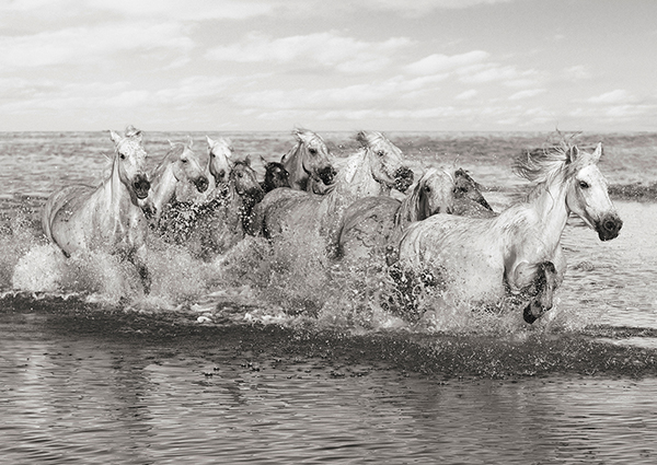 Pangea Images, Herd of Horses, Camargue